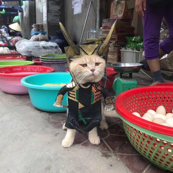 Кот из Вьетнама косплеит Мстителей и запросто мог бы вступить в их команду, чтобы победить злодеев