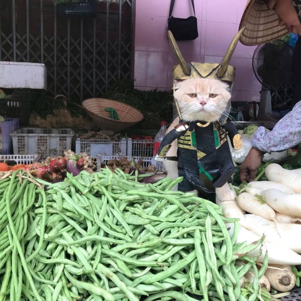 Кот из Вьетнама косплеит Мстителей и запросто мог бы вступить в их команду, чтобы победить злодеев